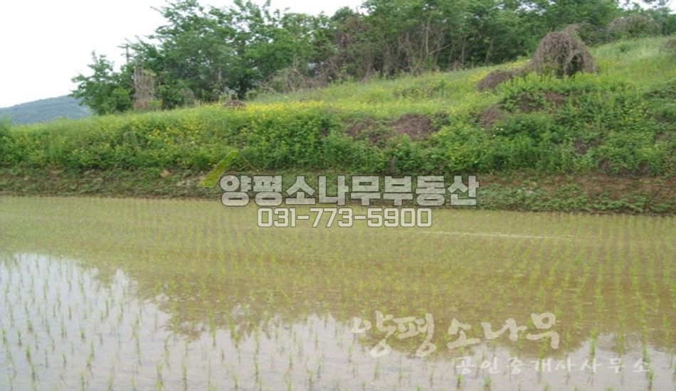 양평군 양평읍 대흥리 언덕 위 논/건축가능
