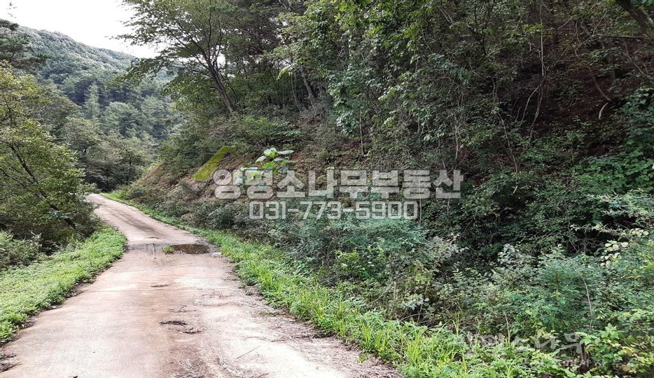 양평군 단월면 삼가리 깊숙한 곳 원형질 임야