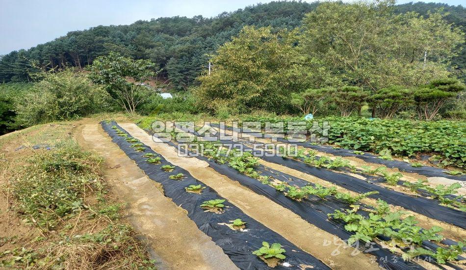 양평군 양서면 부용리 야트막한 주택지