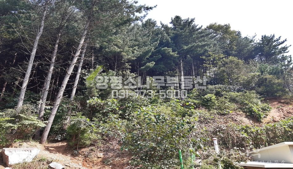 양평군 용문면 연수리 단지 상단 자연림 개발부지