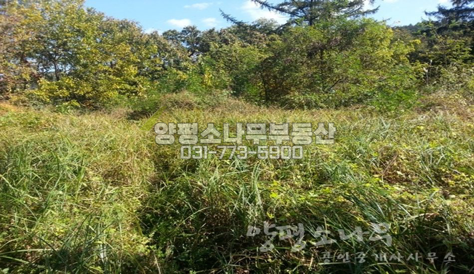 양평군 지평면 망미리 지방도 인근 개발가능 부지/완경사