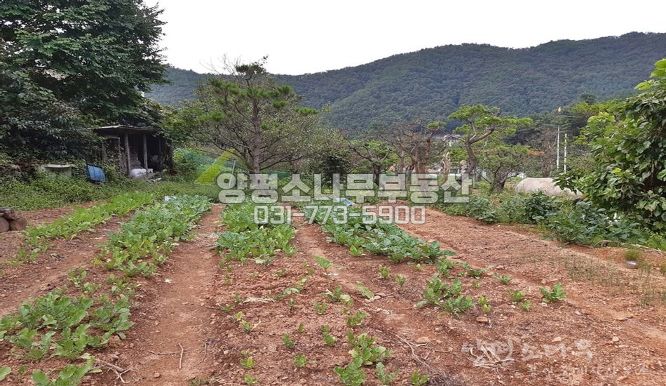 양평군 서종면 도장리 마을 초입 평지