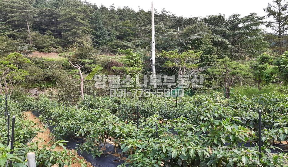 양평군 서종면 도장리 야트막한 산자락 필지