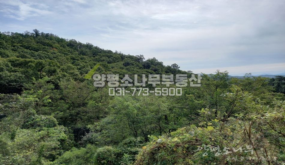 양평군 지평면 수곡리 약초,수목재배 임야