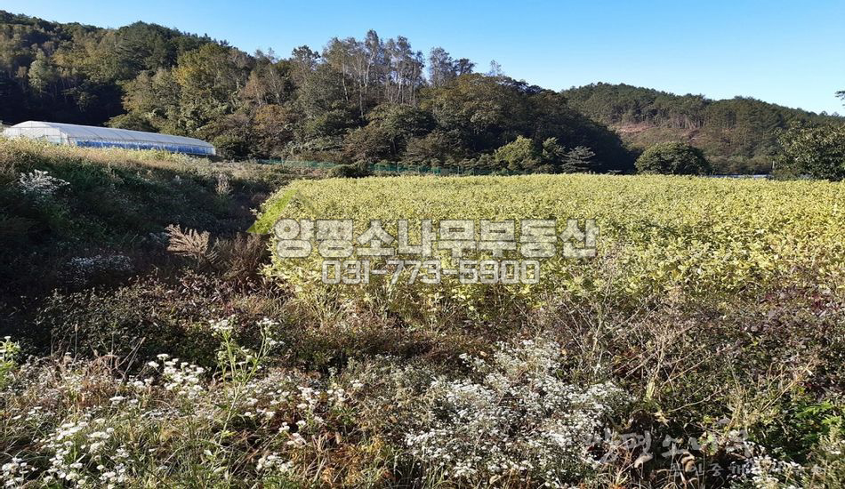 양평군 청운면 삼성리 자연스런 마을/밭/구거접함