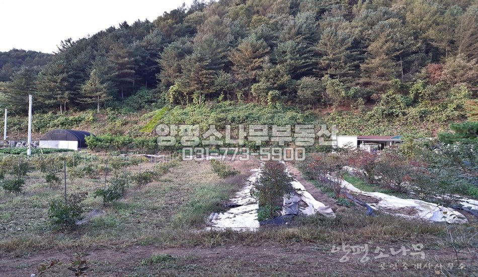 양평군 청운면 신론리 남향 평지 아늑한 관리지역 밭