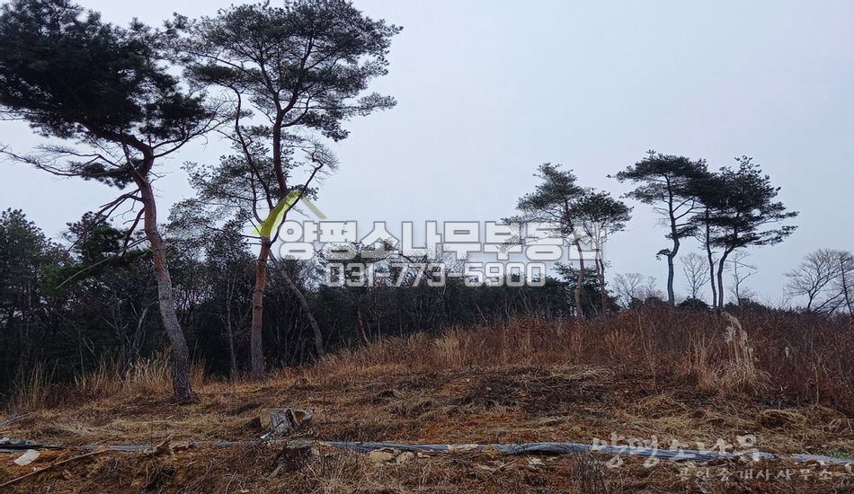 양평군 용문면 광탄리 임업용 산지 /수목,약초 재배