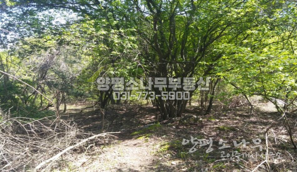 양평군 용문면 약초,태양광발전에 적합한 토지매매/남향터