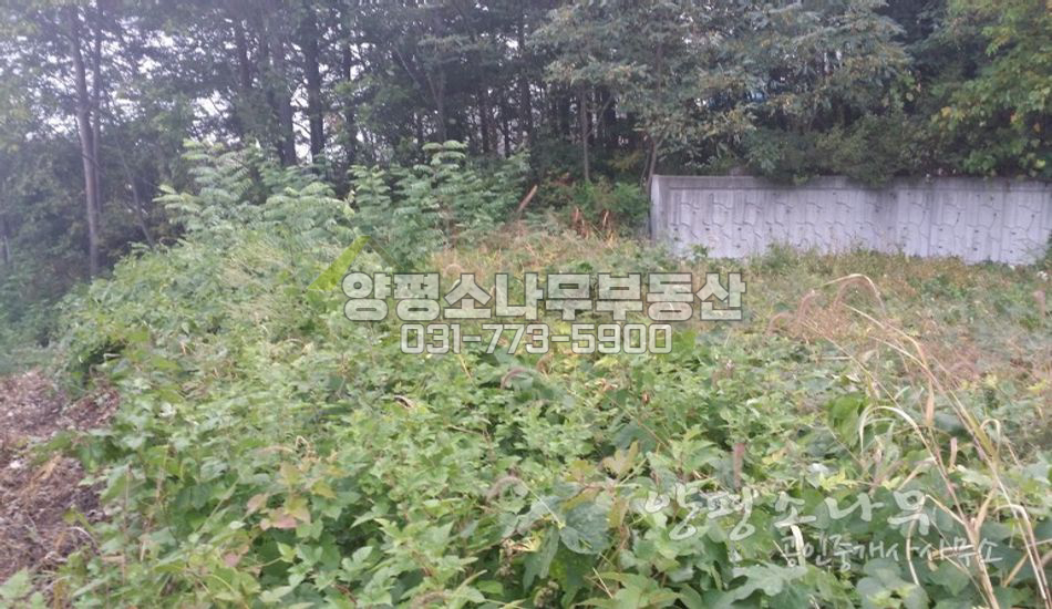 양평군 강상면 강조망/지목'대'/토목완료