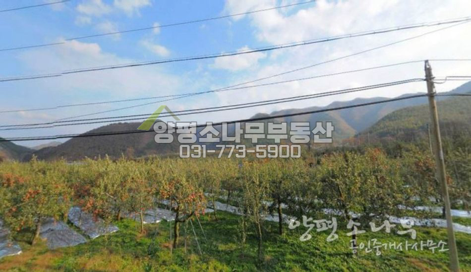 청송군 부동면 급매 귀농 투자용  과수원